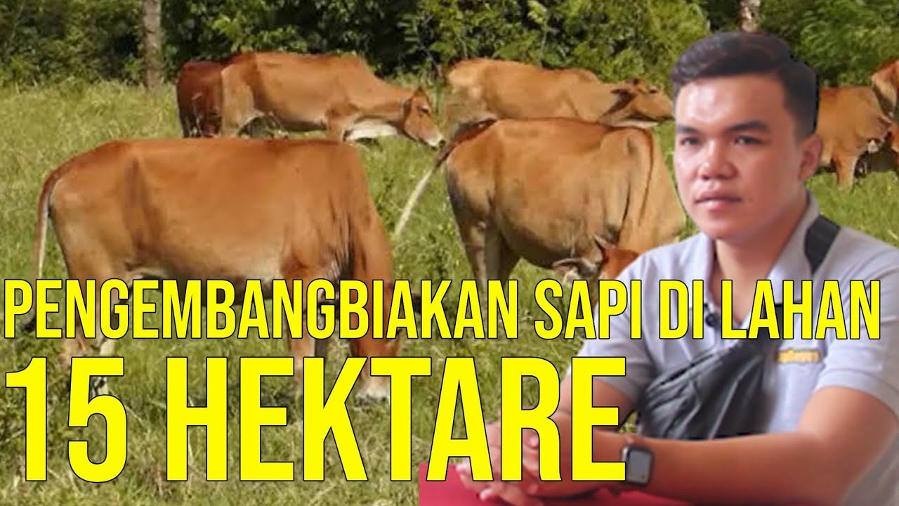 
                                 Pengembangbiakkan-Sapi-Sumatera-Barat